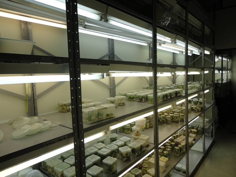 Sala De Crescimento De Plantas